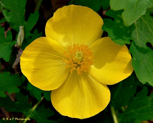 {Stylophorum diphyllum}